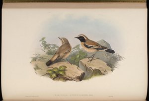 Saxicola atrogularis = Oenanthe deserti 作： John Gould